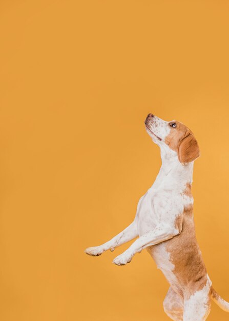 後足で横に立っている犬