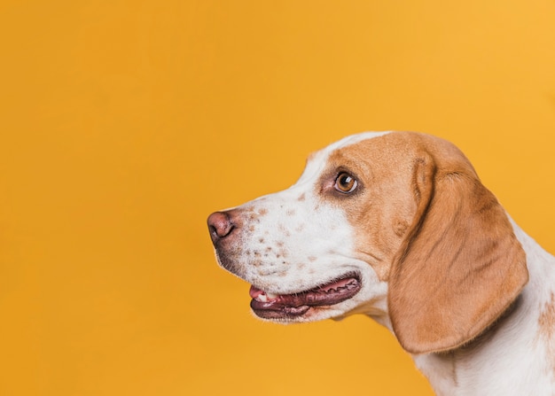 Lateral view dog with beautiful eyes