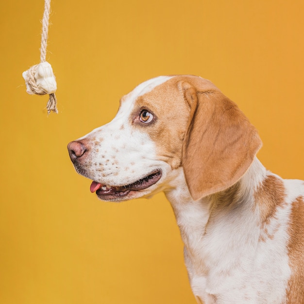 Cane divertente di vista laterale che esamina un osso