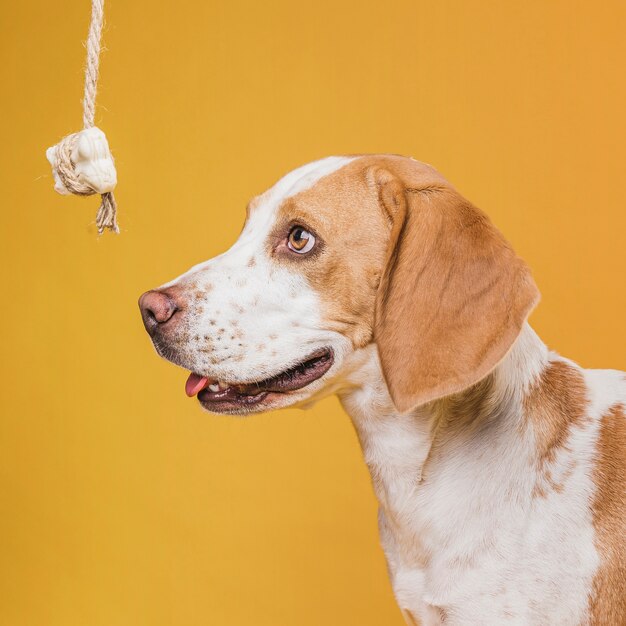 Lateral view funny dog looking at a bone