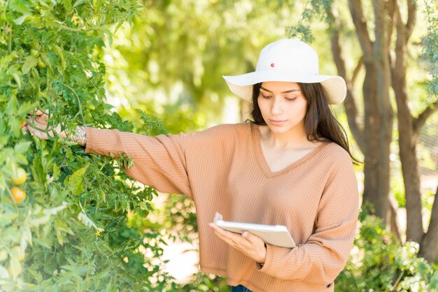 野菜畑でワイヤレスコンピューターを使用しながらトマト植物を調べるラテン女性農家