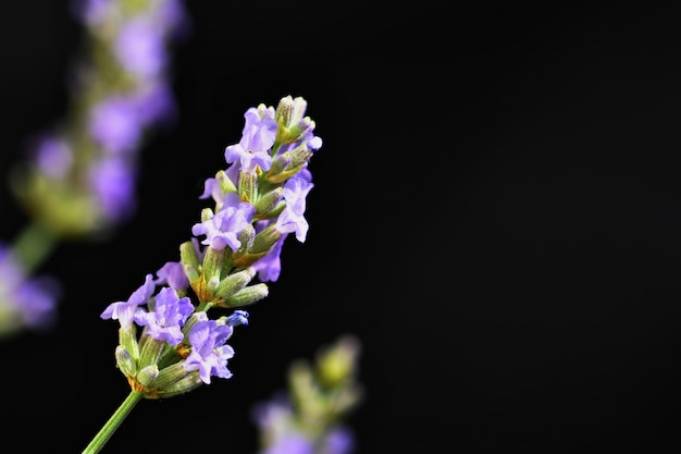 Лаванда. Красиво цветущее фиолетовое растение - Lavandula angustifolia (Lavandula angustifolia)