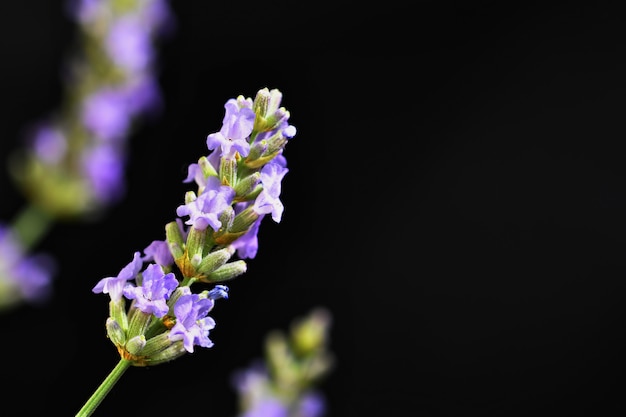 ラベンダー。美しく咲く紫色の植物 -  Lavandula angustifolia（Lavandula angustifolia）