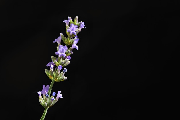 Лаванда. Красиво цветущее фиолетовое растение - Lavandula angustifolia (Lavandula angustifolia)