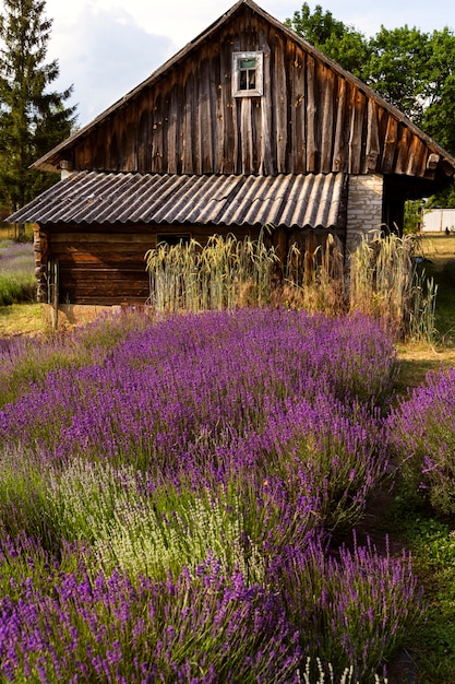 Free photo lavender field and beautiful old house