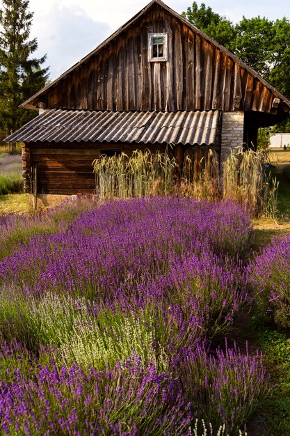 Lavender field and beautiful old house