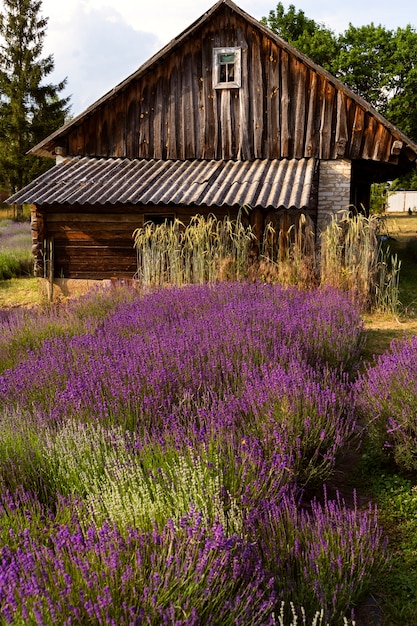 Lavender field and beautiful old house