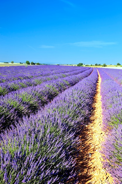 Lavender field in the region of Provence, France
