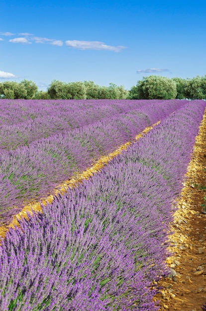 Lavender field with blue sky, France, Europe
