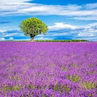 Lavender field with tree in france