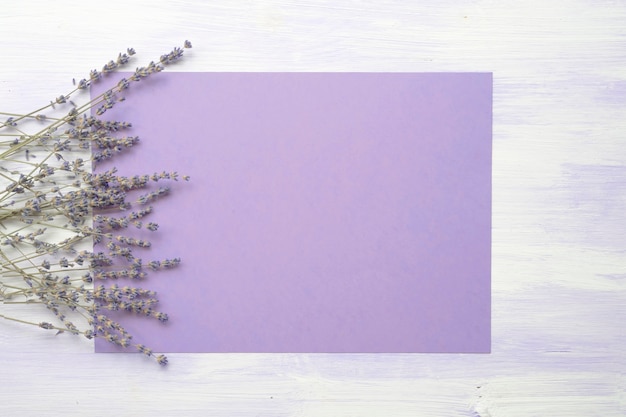 Download 300+ Wallpaper Bunga Lavender HD Paling Baru Download 300+ Wallpaper Bunga Lavender HD Paling Baru