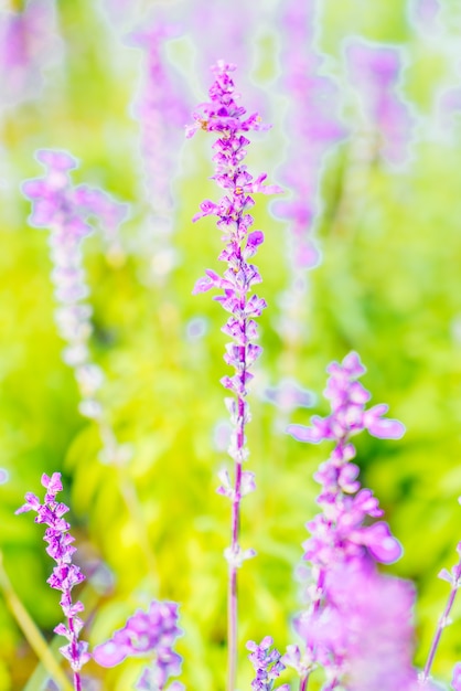 Lavender flower