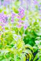 Foto gratuita fiori di lavanda