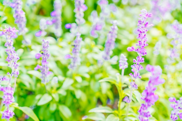 Lavender flower