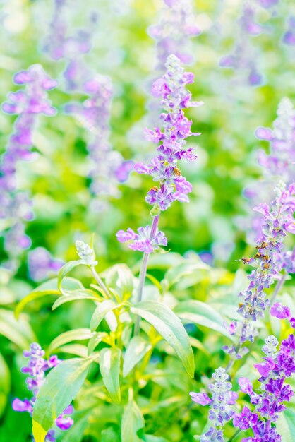 Lavender flower