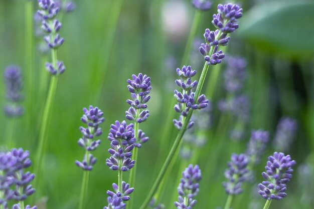 フィールド 庭のラベンダー色の花 自然の壁紙 プレミアム写真