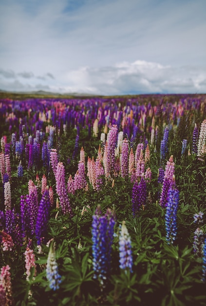 Foto gratuita giardino di lavanda in nuova zelanda sotto un cielo nuvoloso con uno sfondo sfocato