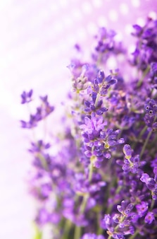Lavender herb for perfume cosmetics. natural lavender.
