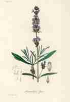 Free photo lavender (lavandula ipica) illustration from medical botany (1836)