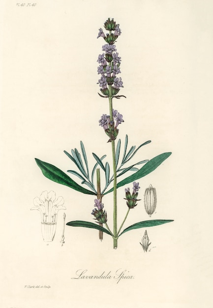 Lavender (Lavandula ipica) illustration from Medical Botany (1836) 