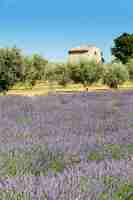 Free photo lavender and little house