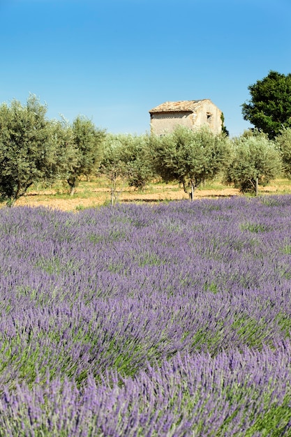 lavender and little house