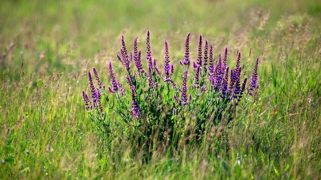 Лаванда с фиолетовыми цветами, растущими в поле