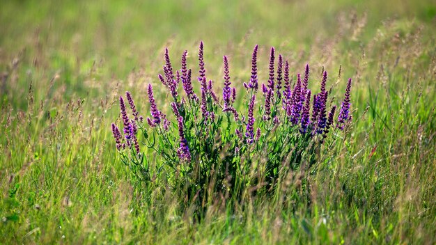 畑に紫色の花が咲くラベンダー