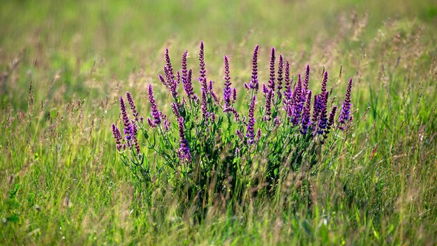 Lavender with purple flowers growing in a field