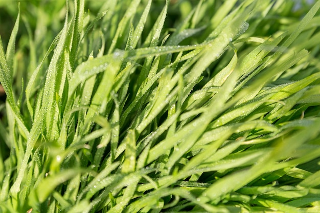 Lawn with water drops