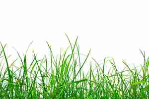 Free photo lawn with white background