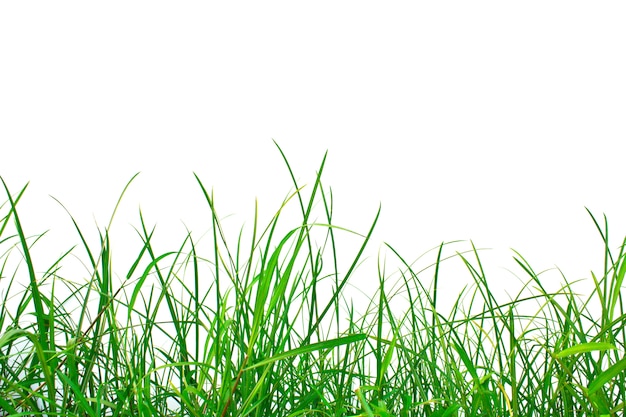 Lawn with white background