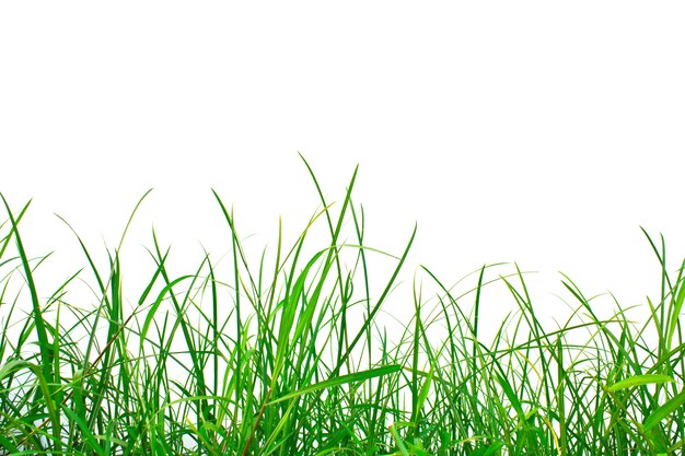 Lawn with white background
