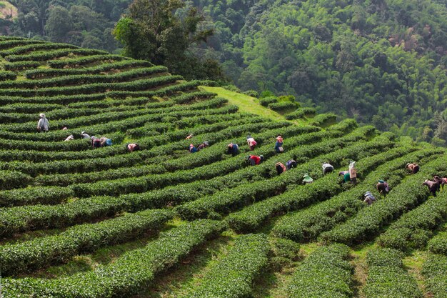 Layered tea garden along the shoulder of the valley