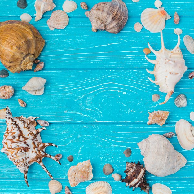 Layout of seashells on board