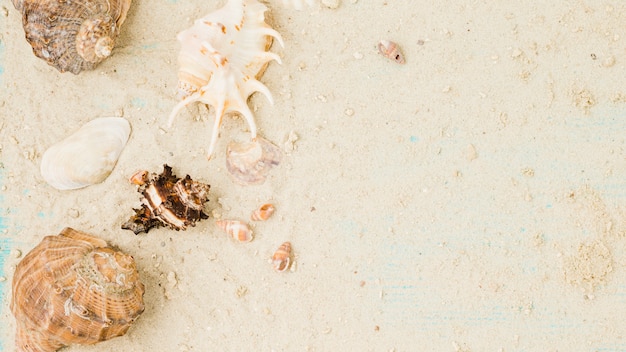 Layout of seashells among sand