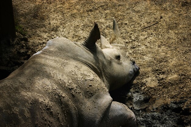 동물원에서 바닥에 누워 게으른 코뿔소