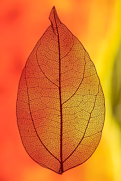 Leaf backlit with red and orange light