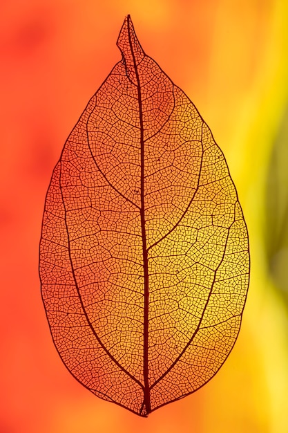 붉은 색과 오렌지색 빛으로 잎 백라이트