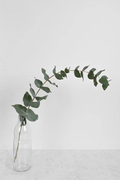 Leaf branch in vase on table