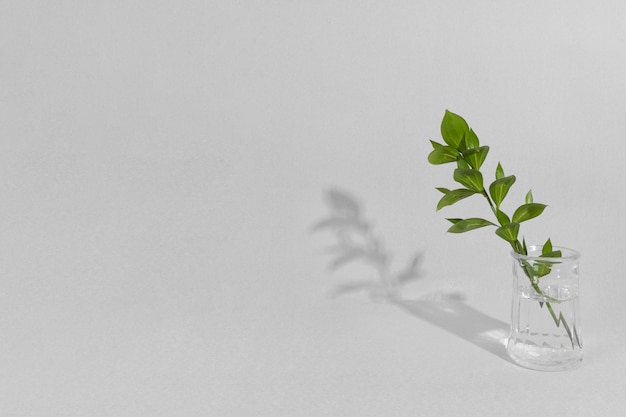 Leaf branch in vase with shadow