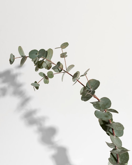 Leaf branch in vase with shadow