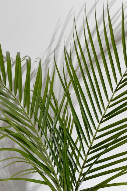 Leaf branch in vase with shadow