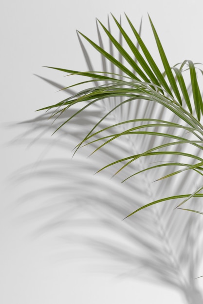 Leaf branch in vase with shadow