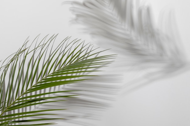 Free photo leaf branch with shadow close up