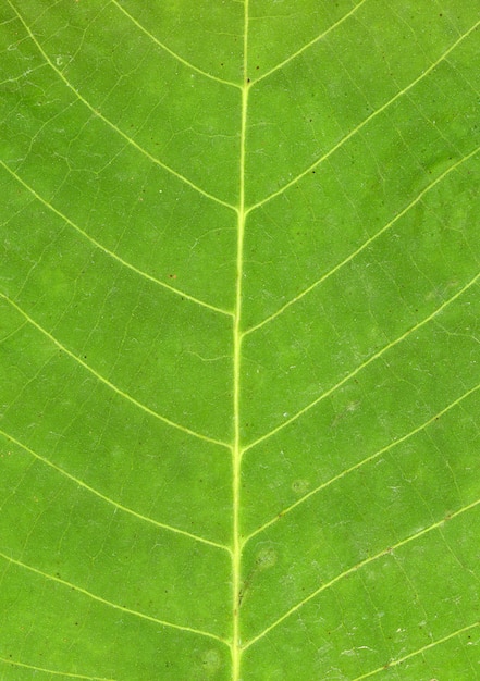 Free photo leaf close up