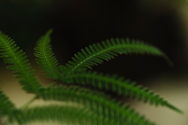 Leaf of garden fern