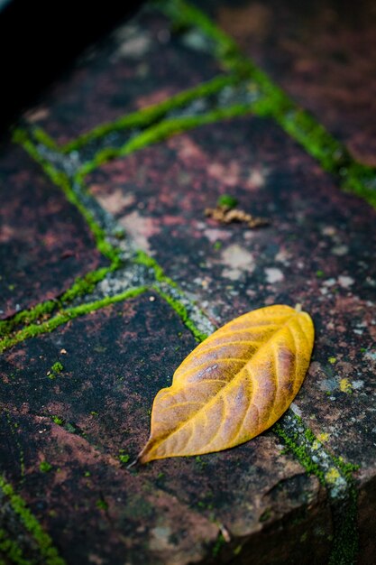 Leaf on the ground