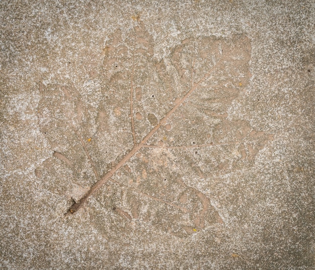 Leaf impression in stone