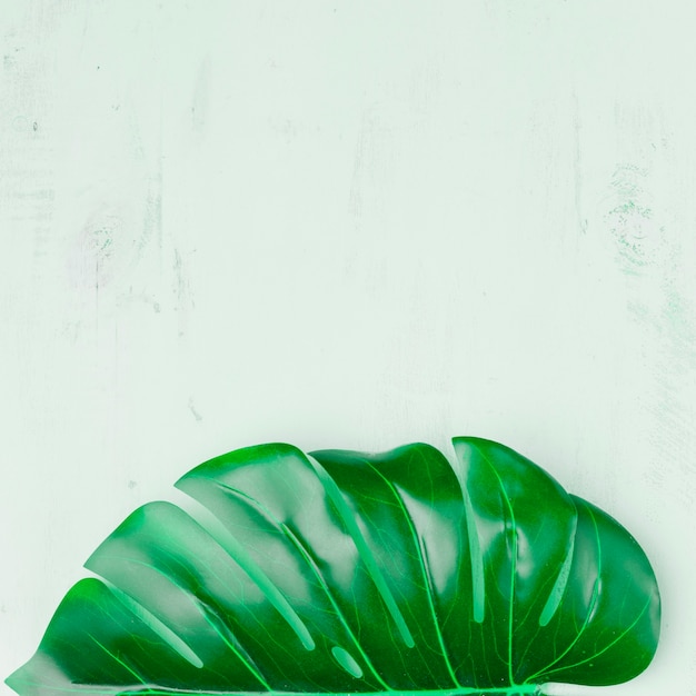 Free photo leaf on light background